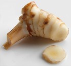 What is Galangal? (History, Uses and Health Benefits)